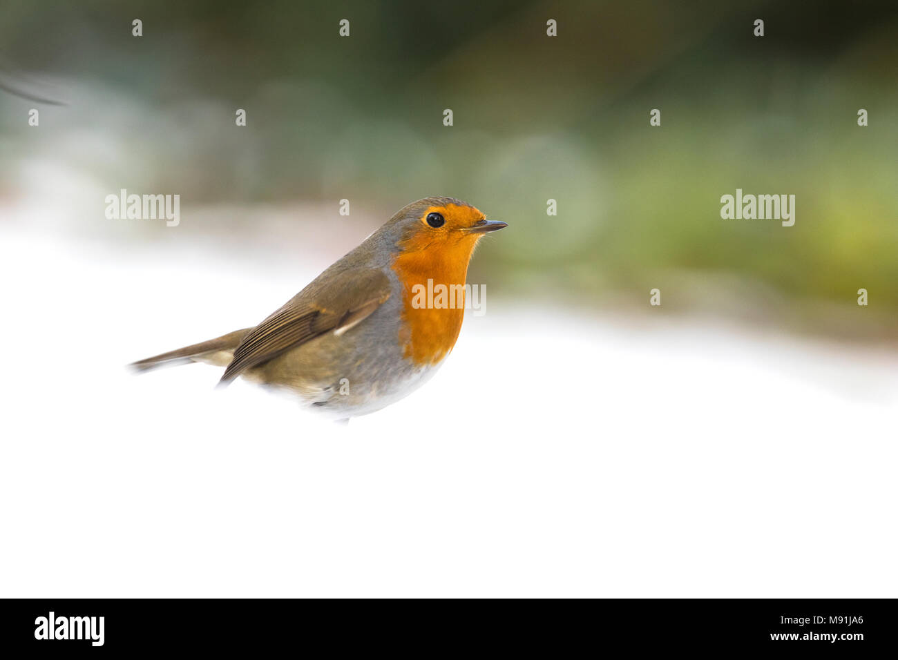 In sneeuw Roodborst zittend ; Europäische Robin im Schnee gehockt Stockfoto