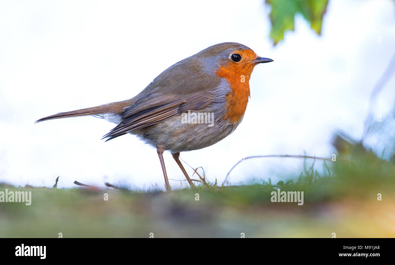 In sneeuw Roodborst zittend ; Europäische Robin im Schnee gehockt Stockfoto