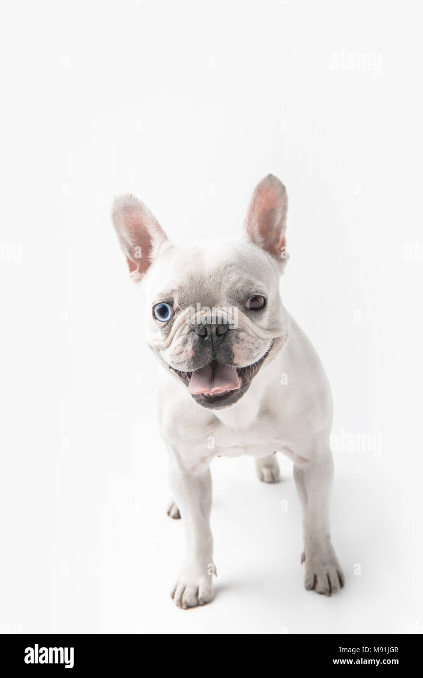 Lustige französische Bulldogge mit herausgestreckter Zunge zeigen und auf Kamera isoliert auf weißem Stockfoto