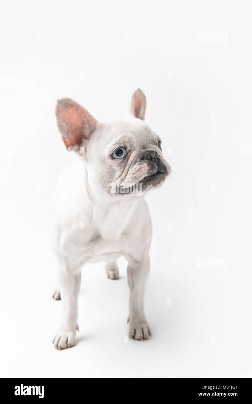 In voller Länge ansehen von adorable Französisch Bulldog Welpen stehen isoliert auf weißem Stockfoto