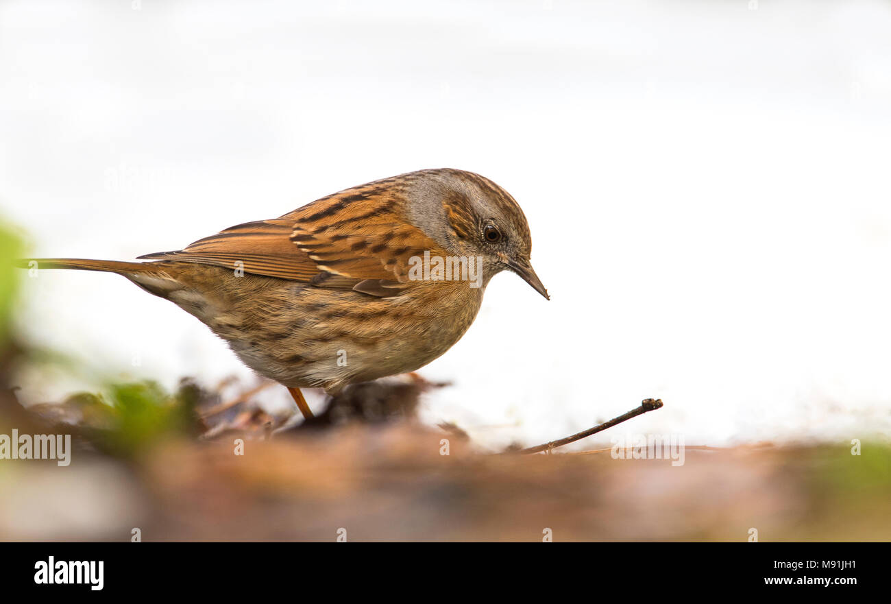 Heggenmus in de sneeuw; Dunnock im Schnee Stockfoto
