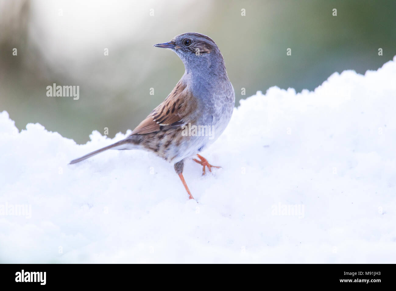 Heggenmus in de sneeuw; Dunnock im Schnee Stockfoto