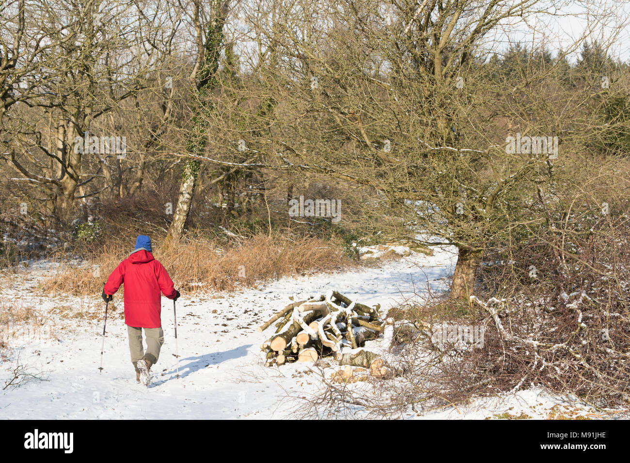 Ein Mann beim Spaziergang mit Skistöcken während das Tier aus dem Osten Schneefall und Frost auf warton Crag, nr carnforth Lancashire, Großbritannien Stockfoto