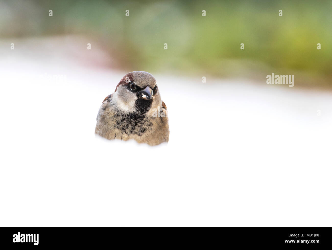 Huismus in de sneeuw; Haussperling im Schnee Stockfoto