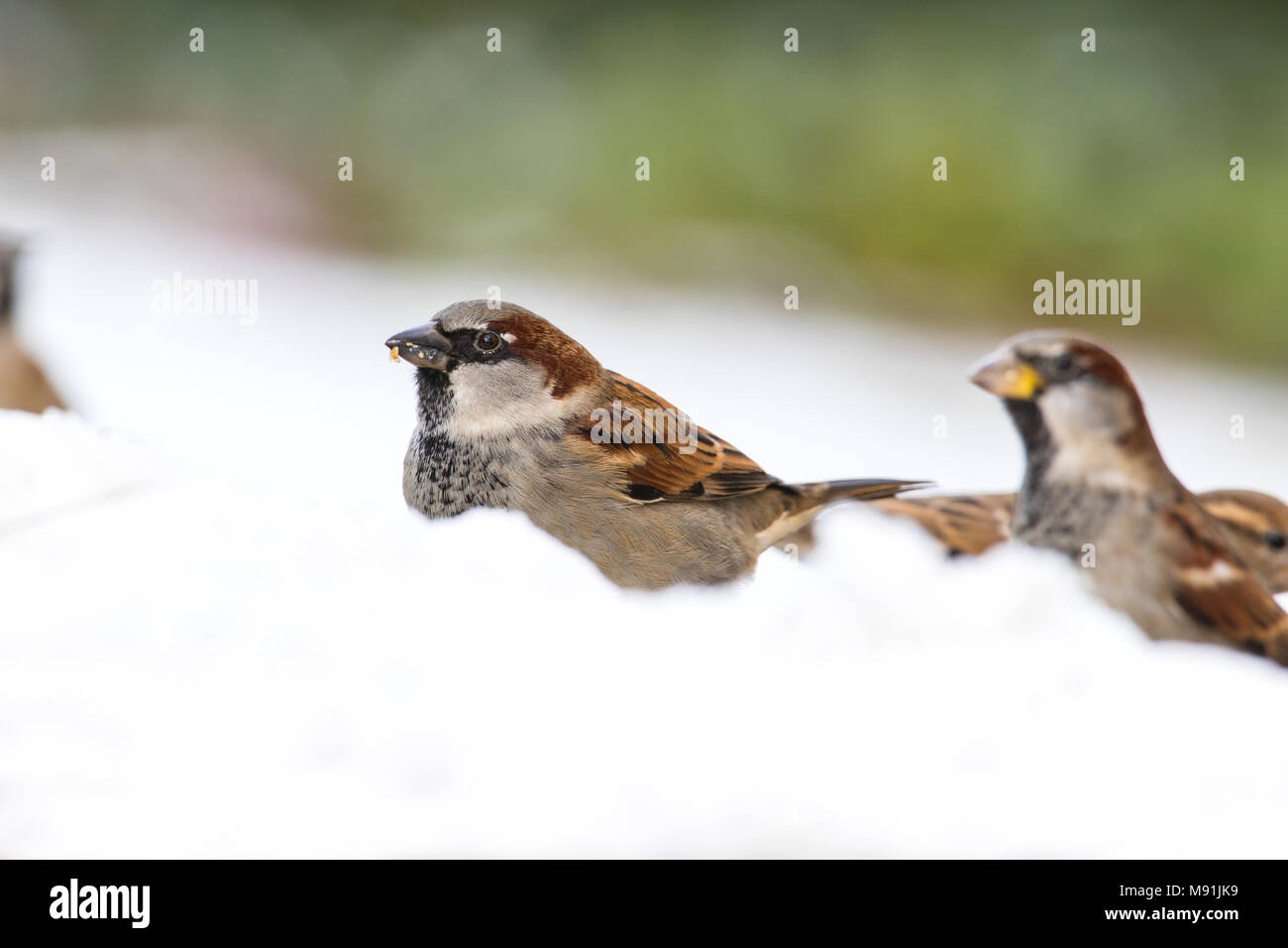 Huismus in de sneeuw; Haussperling im Schnee Stockfoto