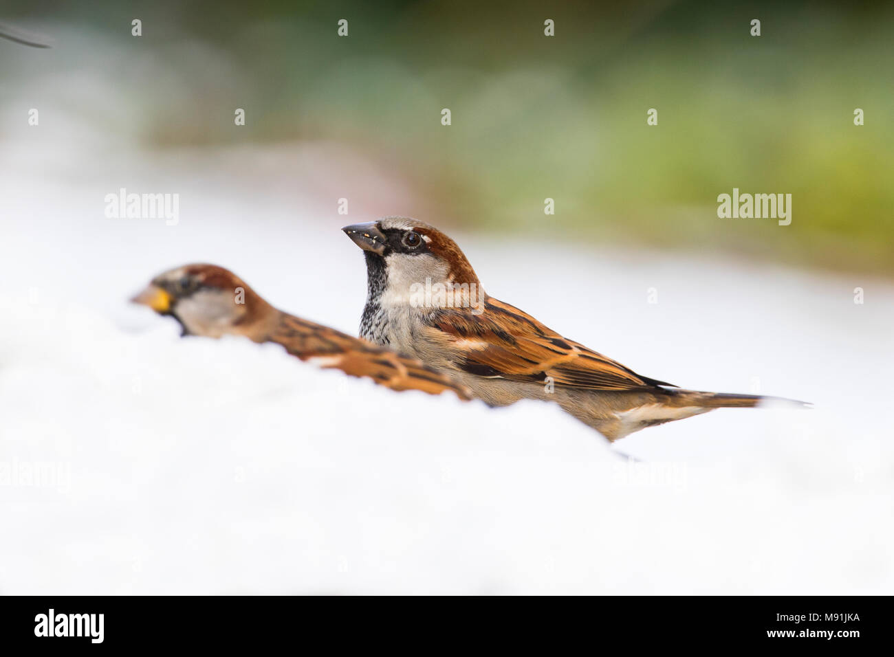 Huismus in de sneeuw; Haussperling im Schnee Stockfoto