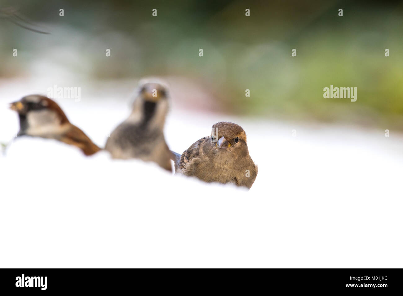 Huismus in de sneeuw; Haussperling im Schnee Stockfoto