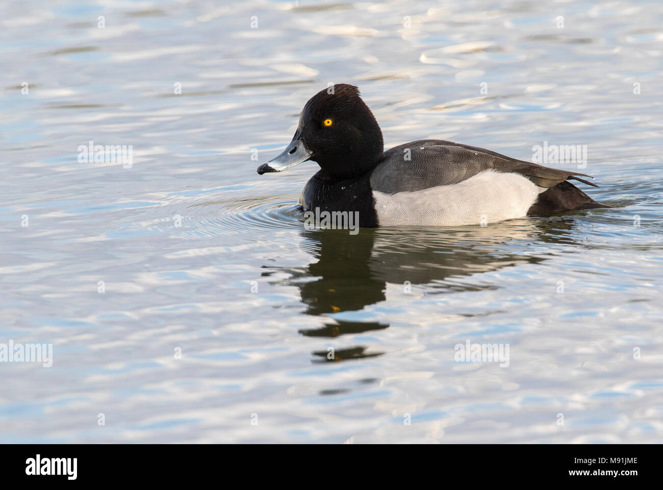 Hybride Kuifeend x Tafeleend, Hybrid Reiherente x Gemeinsame Pochard Stockfoto