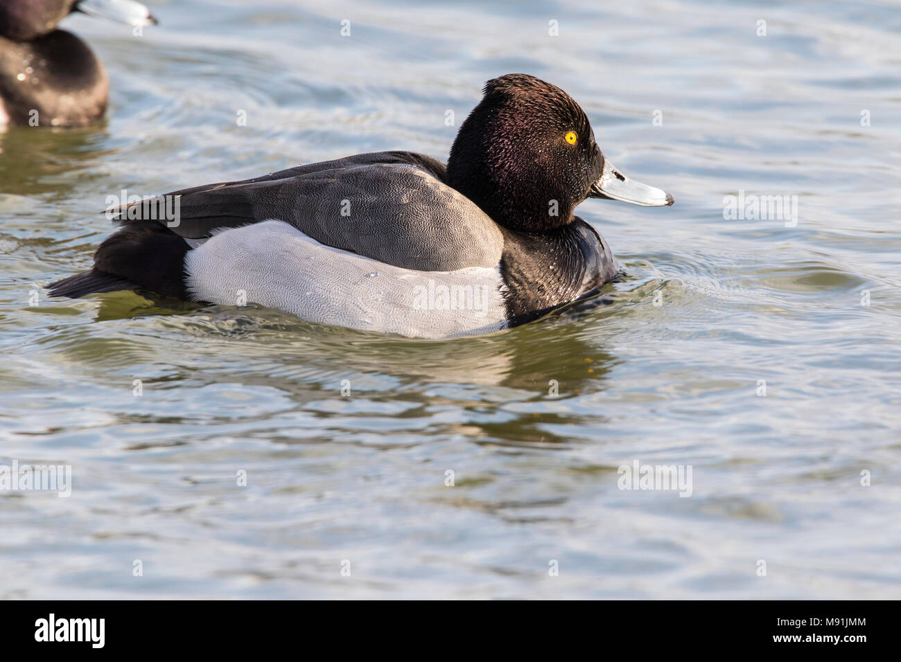 Hybride Kuifeend x Tafeleend, Hybrid Reiherente x Gemeinsame Pochard Stockfoto