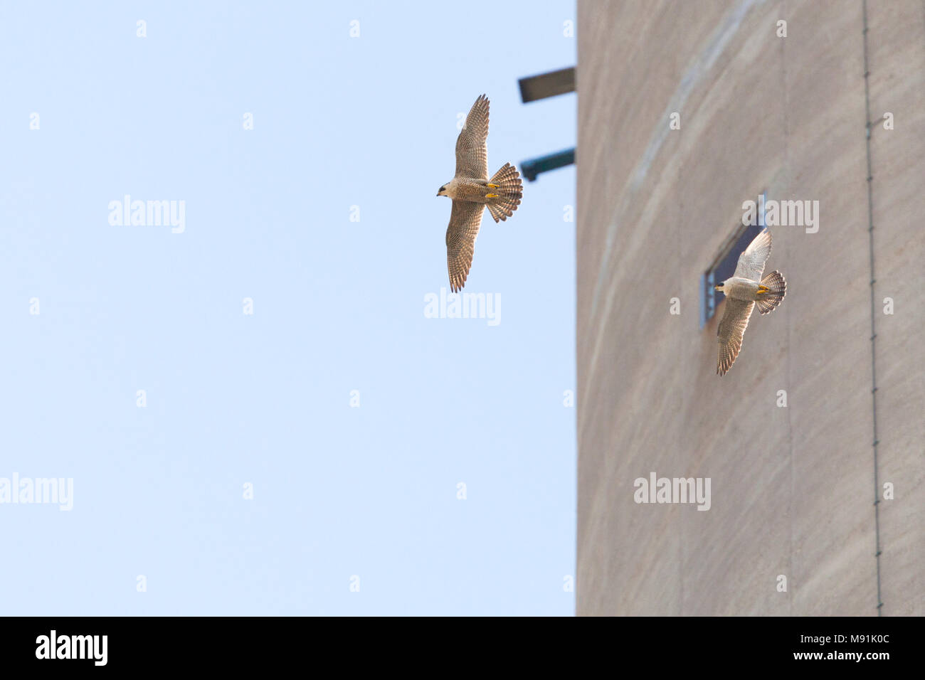 Slechtvalk mannetje en vrouwtje vliegend Rond schoorsteen, Wanderfalke männlichen und weiblichen rund um Schornstein fliegen Stockfoto