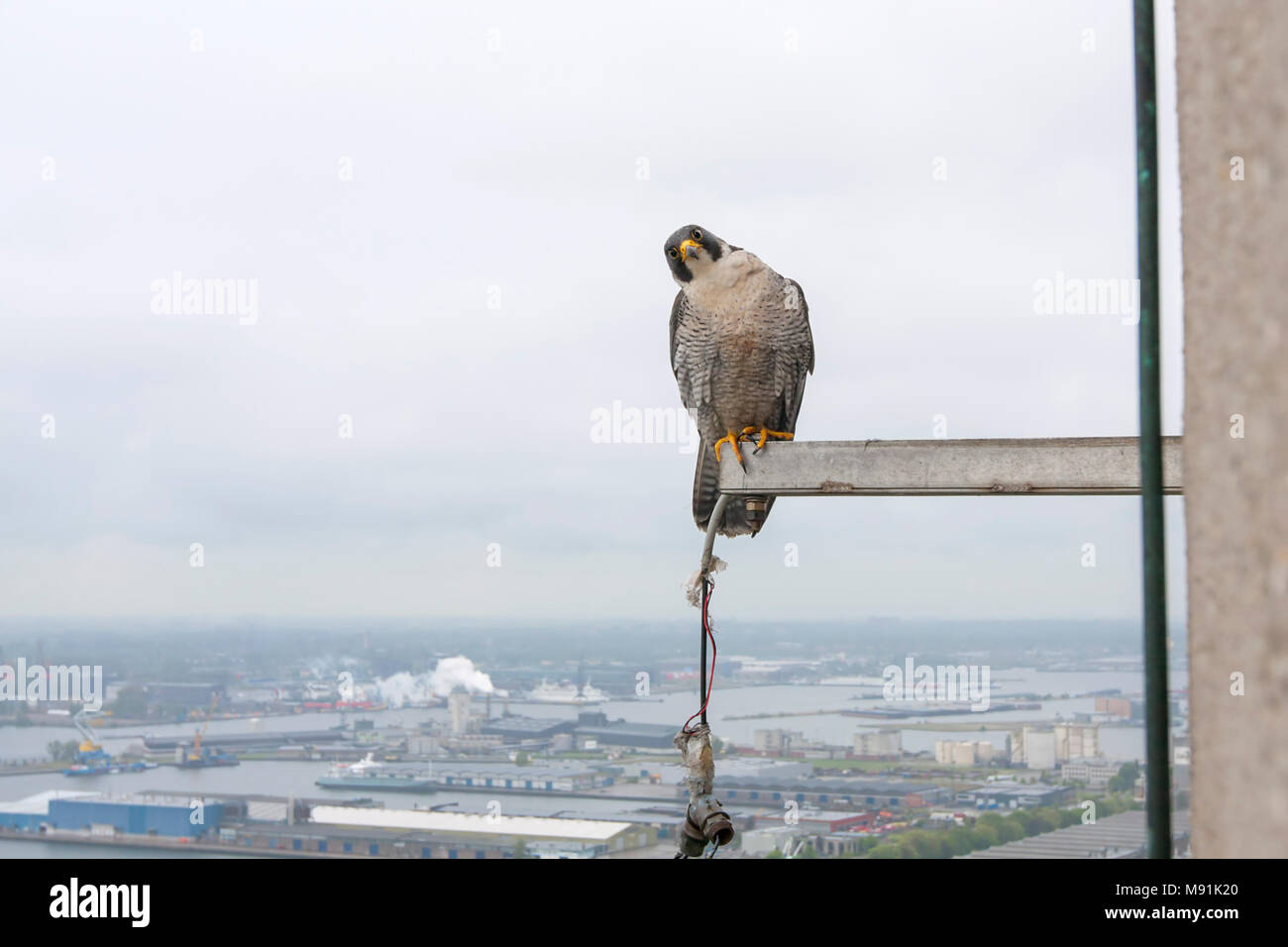 Slechtvalk bij Nest, Wanderfalke an nestsite Stockfoto