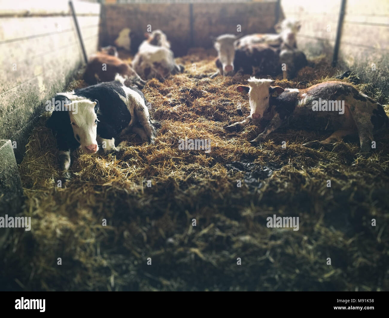 Kühe liegen in einer Scheune Stockfoto