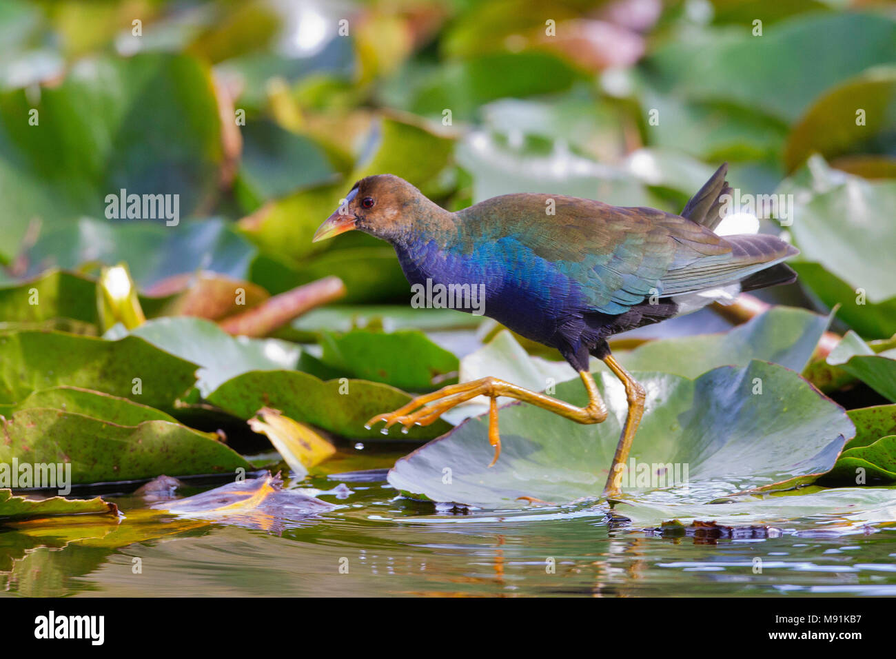 Verdwaalde Amerikaans Purperhoen in Lissabon; Vagrant Purple Gallinule (Porphyrio martinicus) in Lissabon, Portugal Stockfoto