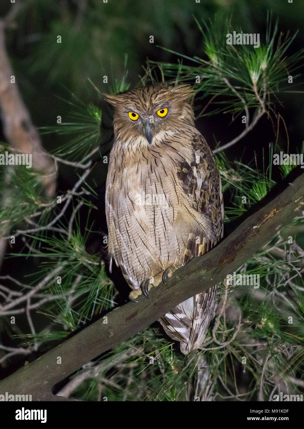 Turkse Visuil, Türkisch, Fisch, Eule Bubo semenowi Stockfoto