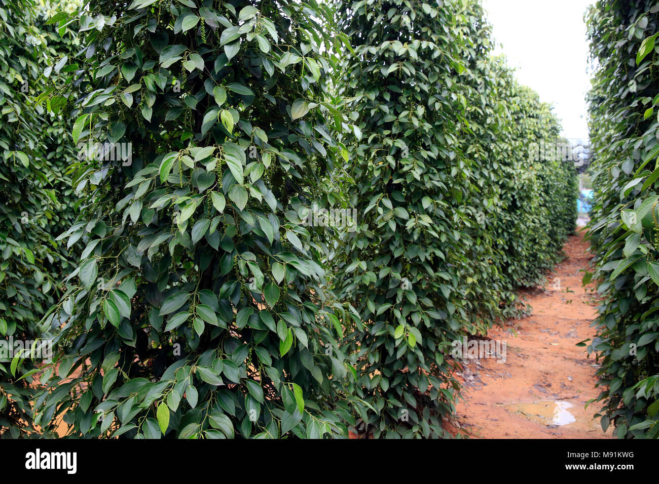 Schwarzer Pfeffer Plantage. Phu Quoc. Vietnam. Stockfoto