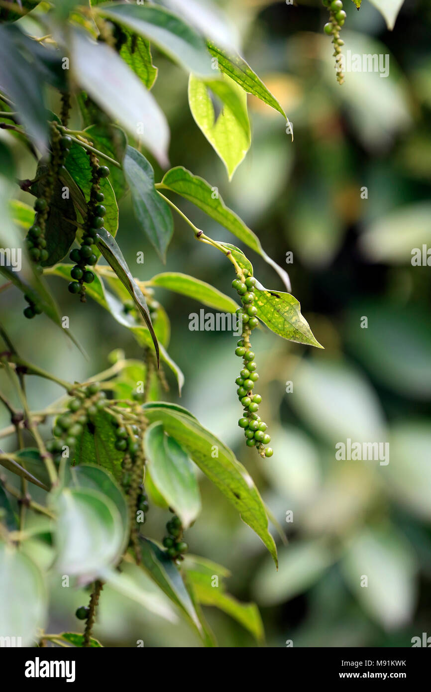 Schwarzer Pfeffer Plantage. Phu Quoc. Vietnam. Stockfoto