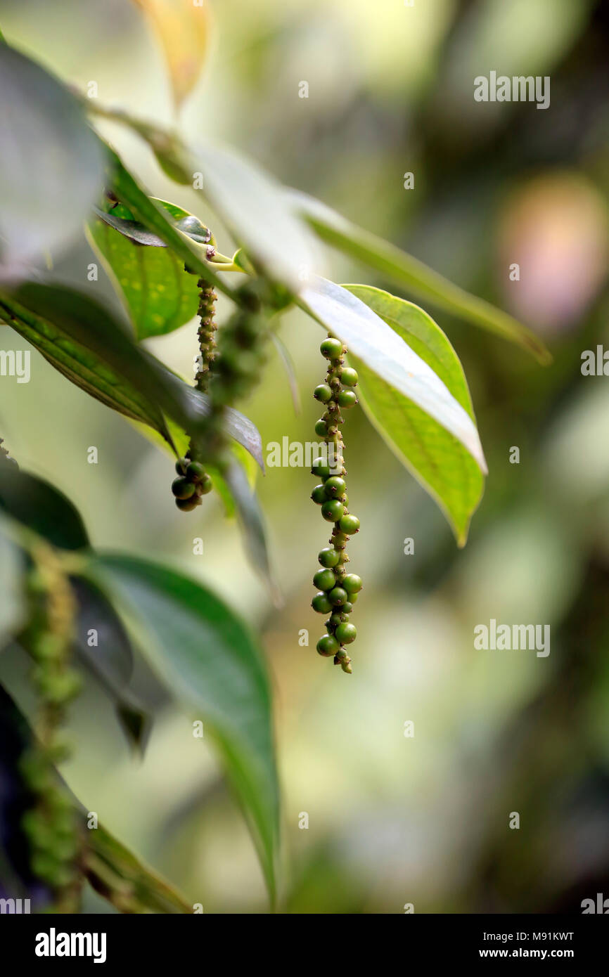 Schwarzer Pfeffer Plantage. Phu Quoc. Vietnam. Stockfoto