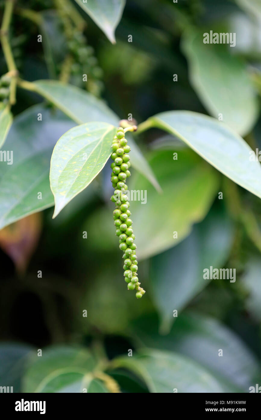Schwarzer Pfeffer Plantage. Phu Quoc. Vietnam. Stockfoto