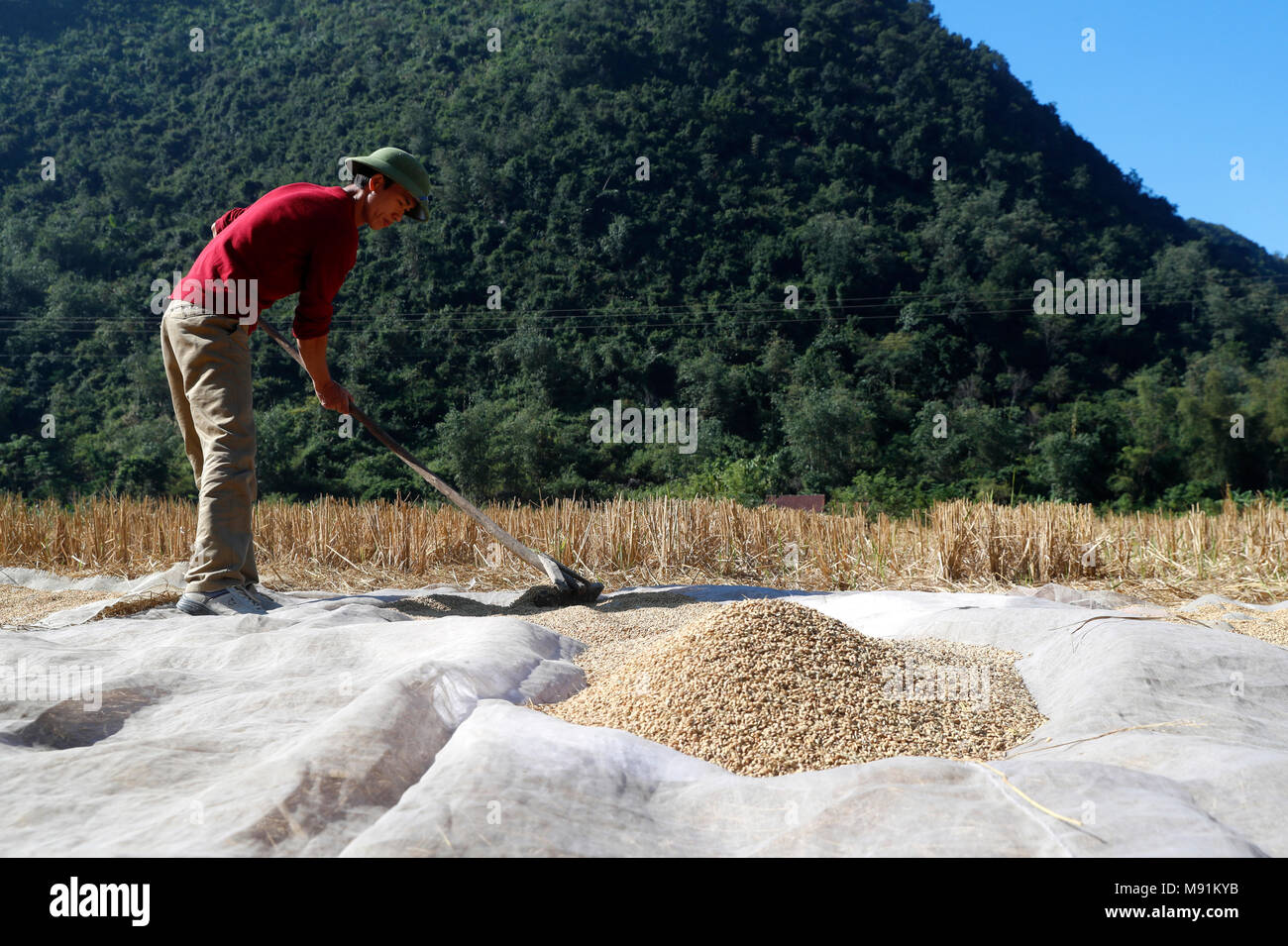 Eine vietnamesische Bauern verbreitet sich Reis in der Sonne zu trocknen. Bac Sohn. Vietnam. Stockfoto