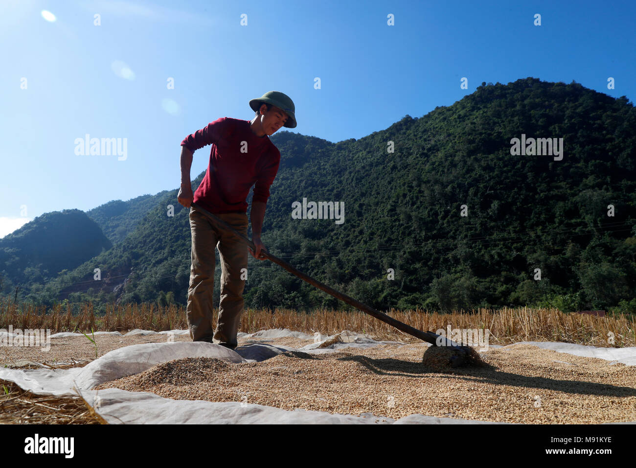 Eine vietnamesische Bauern verbreitet sich Reis in der Sonne zu trocknen. Bac Sohn. Vietnam. Stockfoto