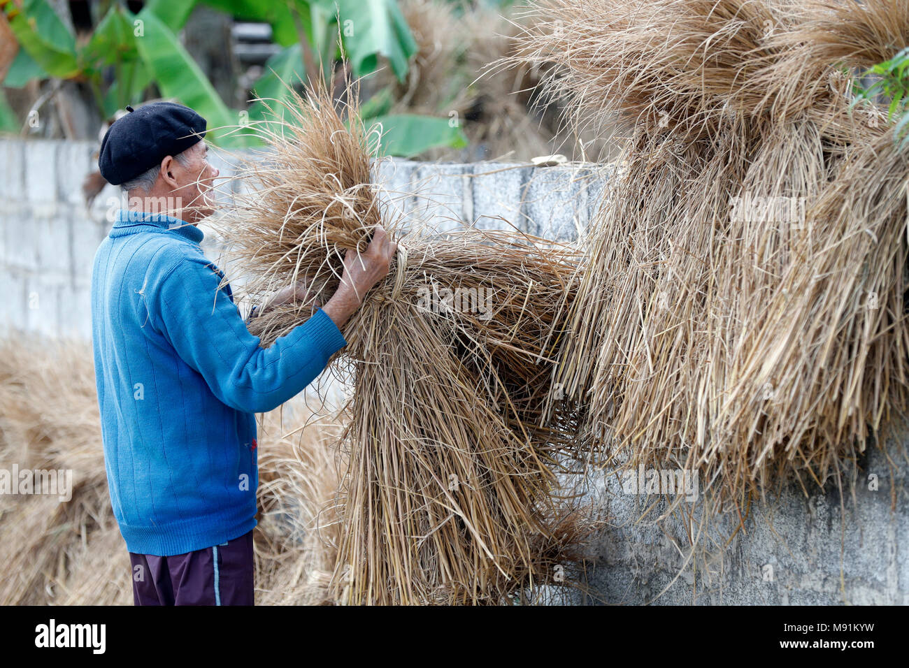 Angebaute Reis wird zum Trocknen aufgehängt. Bac Sohn. Vietnam. Stockfoto