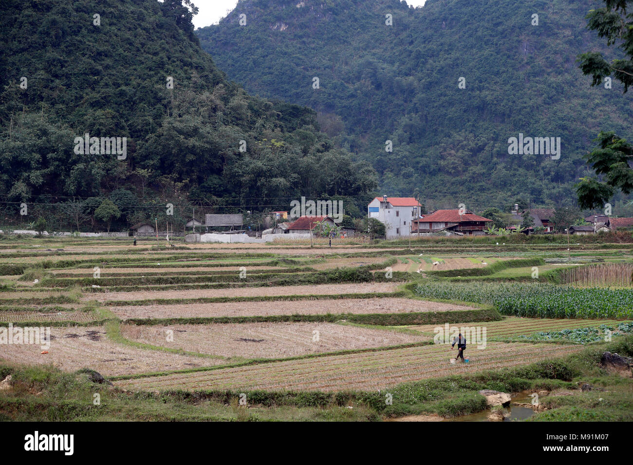 Das ländliche Leben. Landwirt Bewässerung Gemüse in das Feld ein. Bac Sohn. Vietnam. Stockfoto