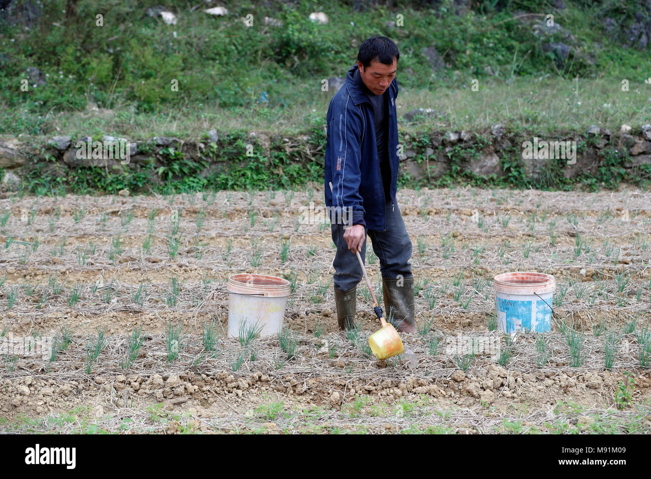 Das ländliche Leben. Landwirt Bewässerung Gemüse in das Feld ein. Bac Sohn. Vietnam. Stockfoto