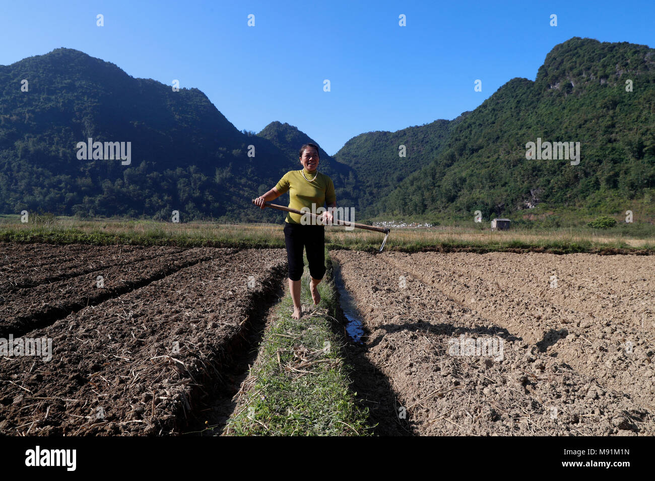 Das ländliche Leben. Bauer arbeitet sie in ihrem Feld. Bac Sohn. Vietnam. Stockfoto