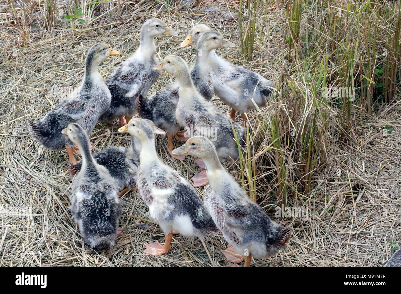 Eine Herde von inländischen Enten auf einem kleinen Bauernhof. Lang Sohn. Vietnam. Stockfoto