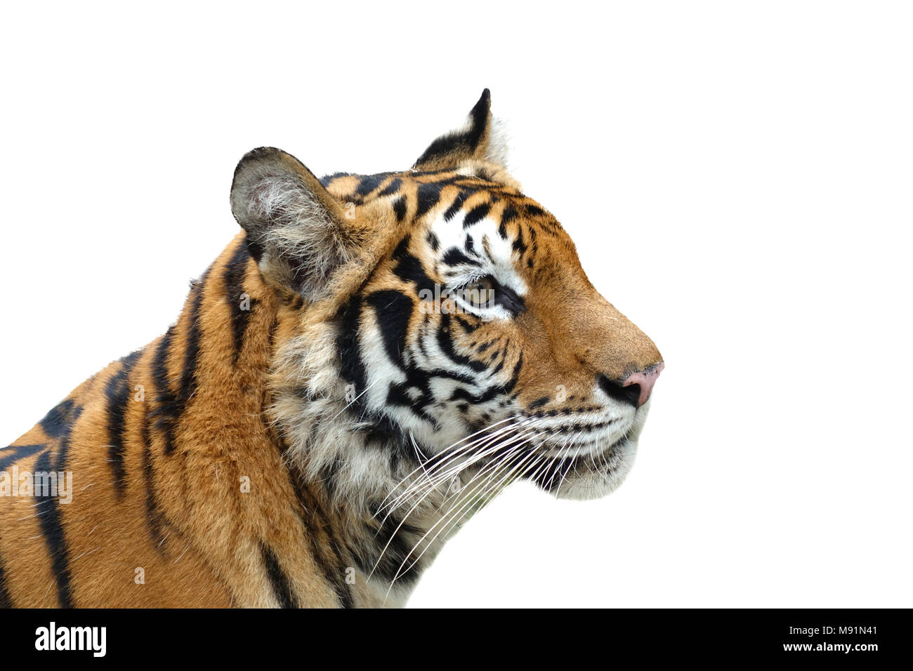 Bangal Tiger (Panthera tigris) auf weißem Hintergrund Stockfoto