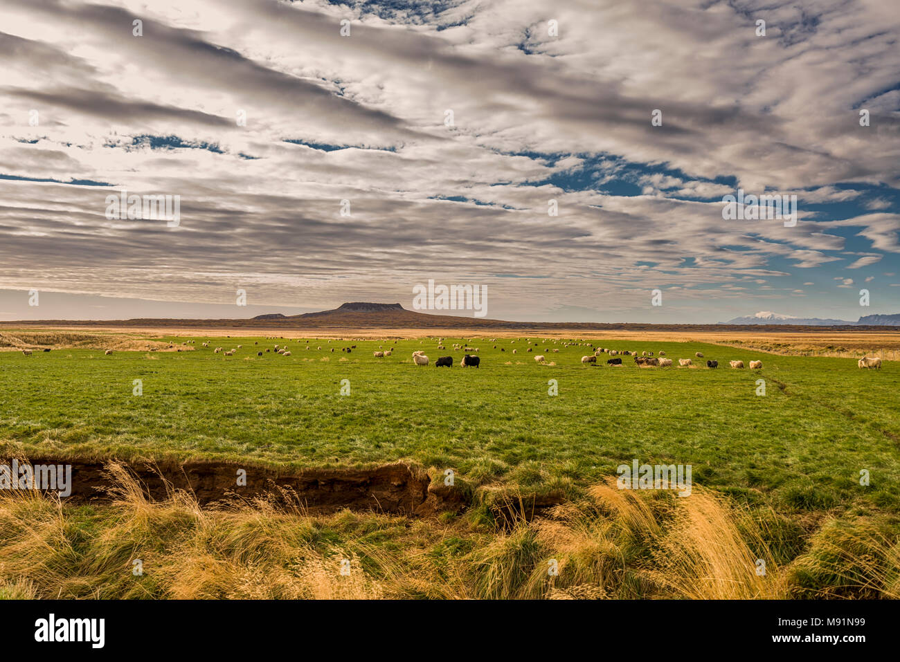 Schafe weiden, Borgarfjordur, Halbinsel Snaefellsnes, Island. Stockfoto