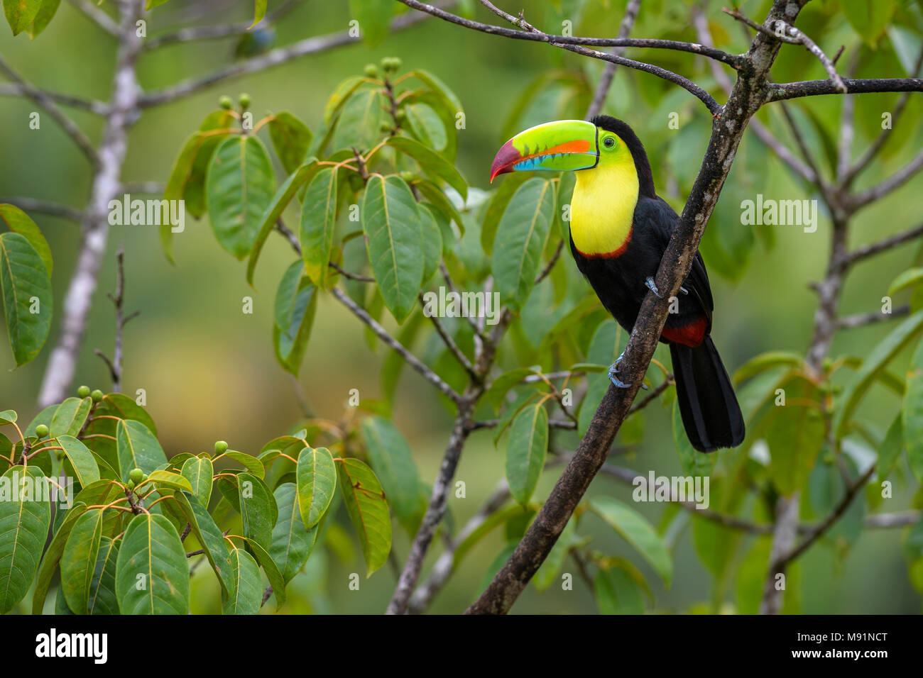 Kiel-billed Toucan-Ramphastos sulfuratus, große bunte Toucan aus Costa Rica Wald mit sehr bunten Schnabel. Stockfoto