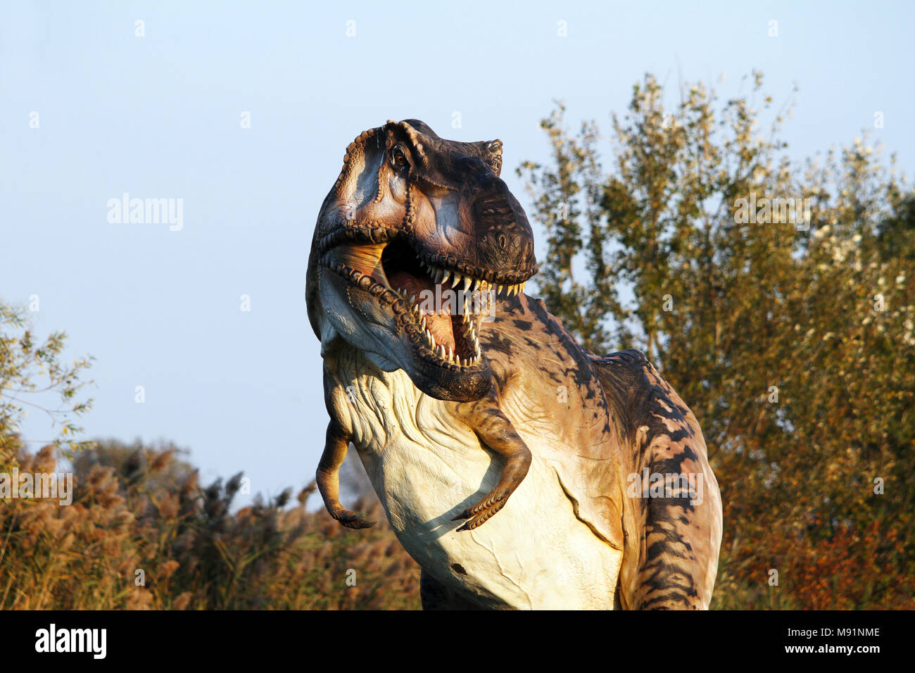 Eindrucksvolle Rekonstruktion der Tyrannosaurus rex - Ostellato, Ferrara, Italien Stockfoto