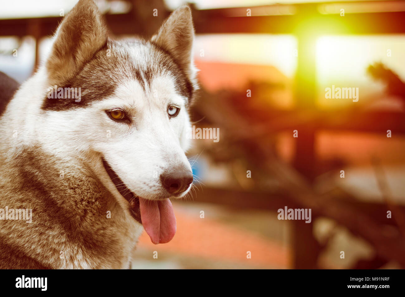 Nahaufnahme der Sibirischen Husky Hund Unter glühender Sonne Stockfoto