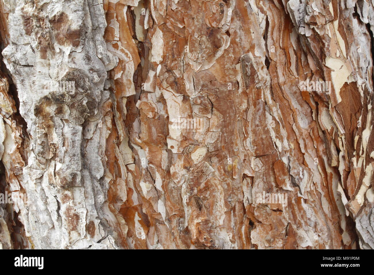 Braune Farbe Pine Tree bark Textur Stockfoto