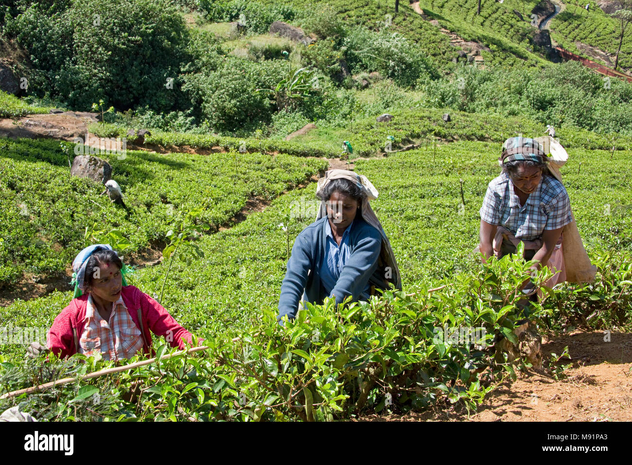 Eine Gruppe von 3 lokalen Teepflückerinnen in der Nähe von Nuwara Eliya Nuwaraeliya in Sri Lanka posieren für die Kamera an einem sonnigen Tag beim Pflücken Tee. Stockfoto
