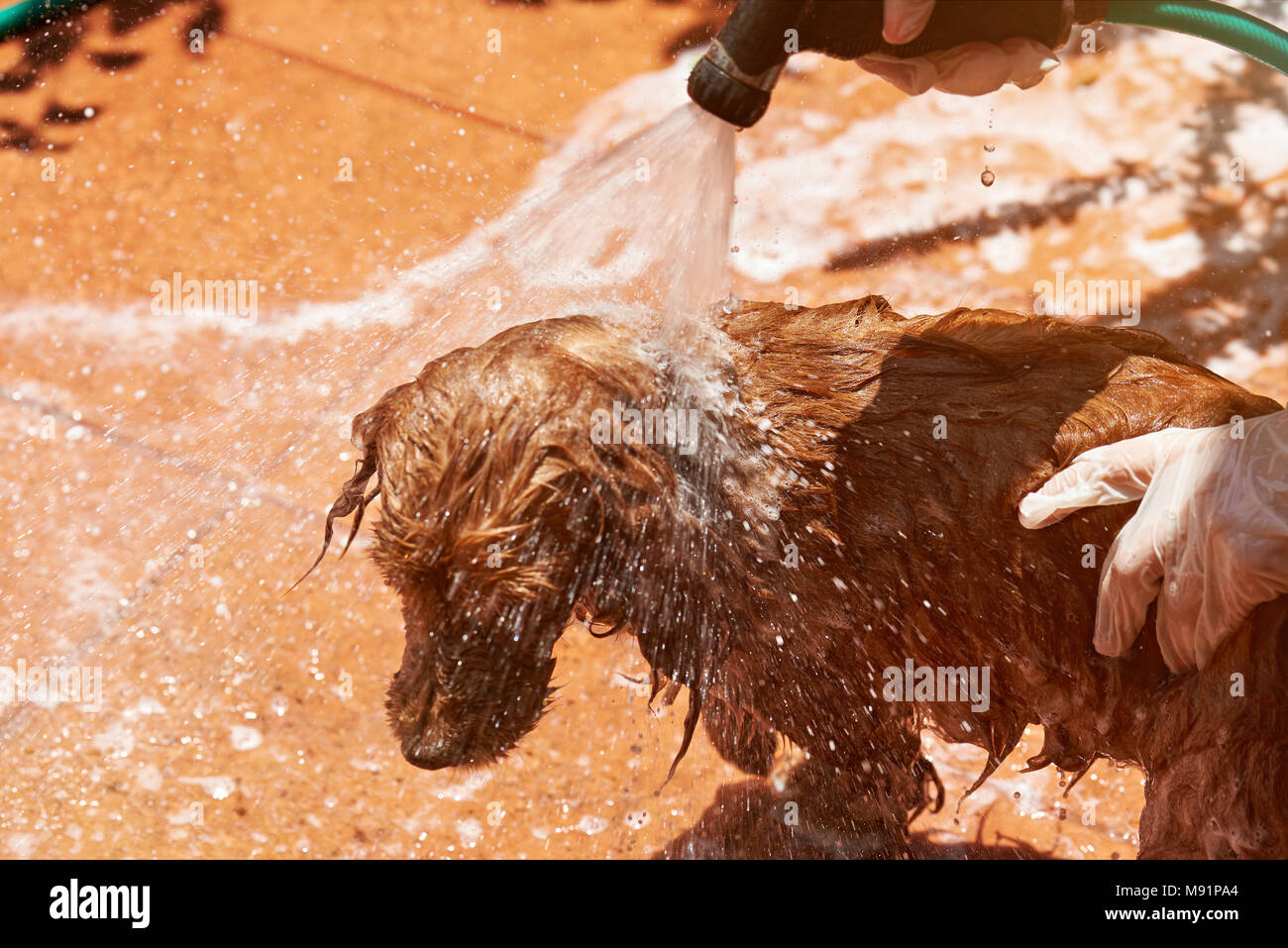 Sprühwasser auf braun Spaniel hund. Waschen traurig kleiner Hund Stockfoto