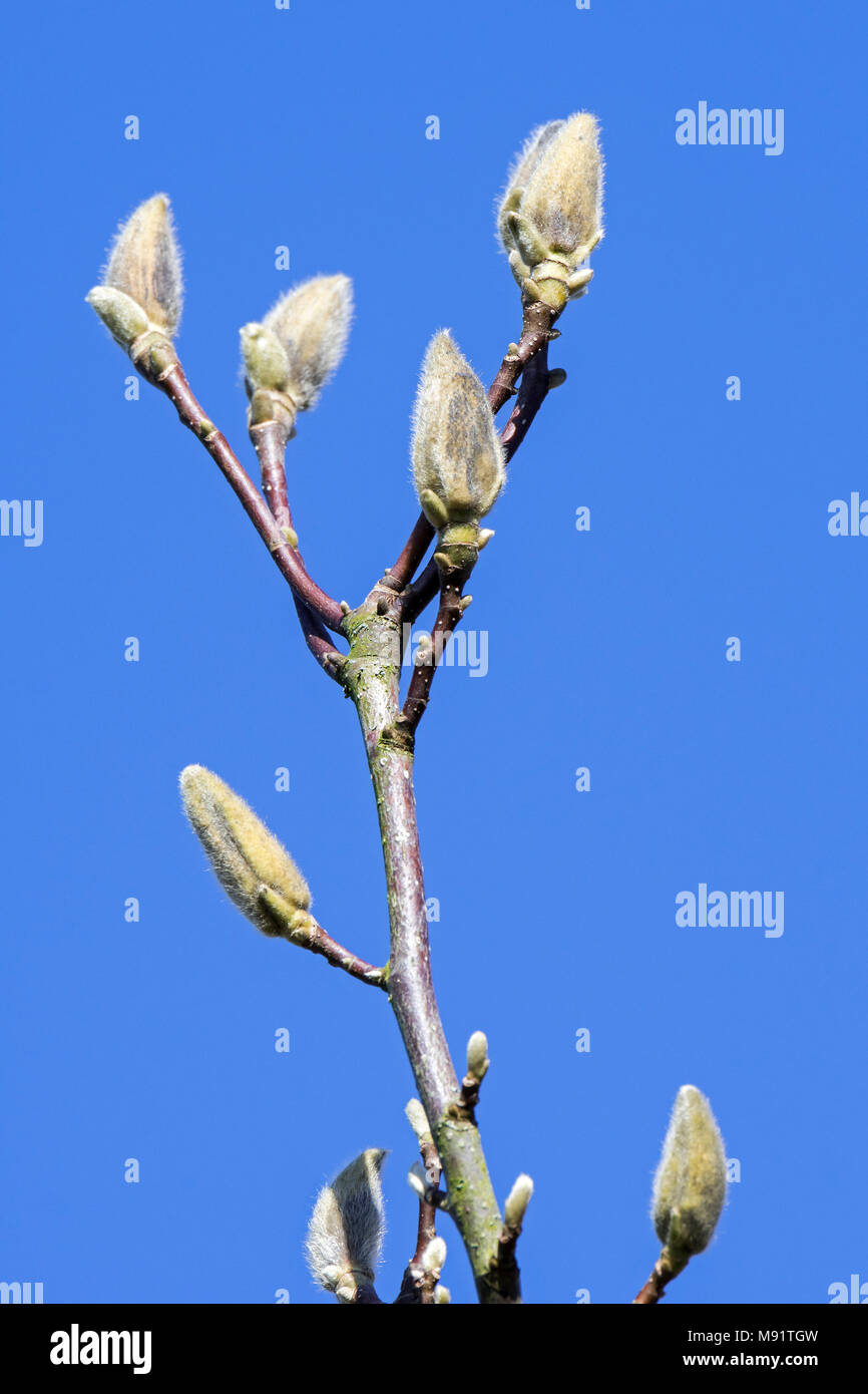 Magnolia Pegasus (M. cylindrica x M. Denudata) Zweige mit Knospen in einem Deckblatt gegen den blauen Himmel eingeschlossen im späten Winter/Frühjahr Stockfoto