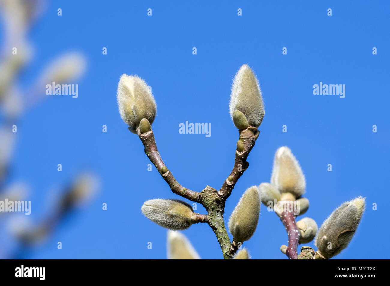 Magnolia denudata duftenden Wolke/Dan Xin Zweige mit Knospen in einem Deckblatt gegen den blauen Himmel eingeschlossen im späten Winter/Frühjahr Stockfoto