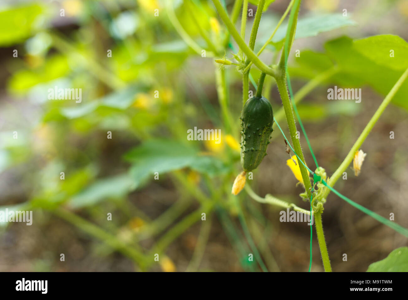 Reifende gurke Fotos und Bildmaterial in hoher Auflösung Alamy