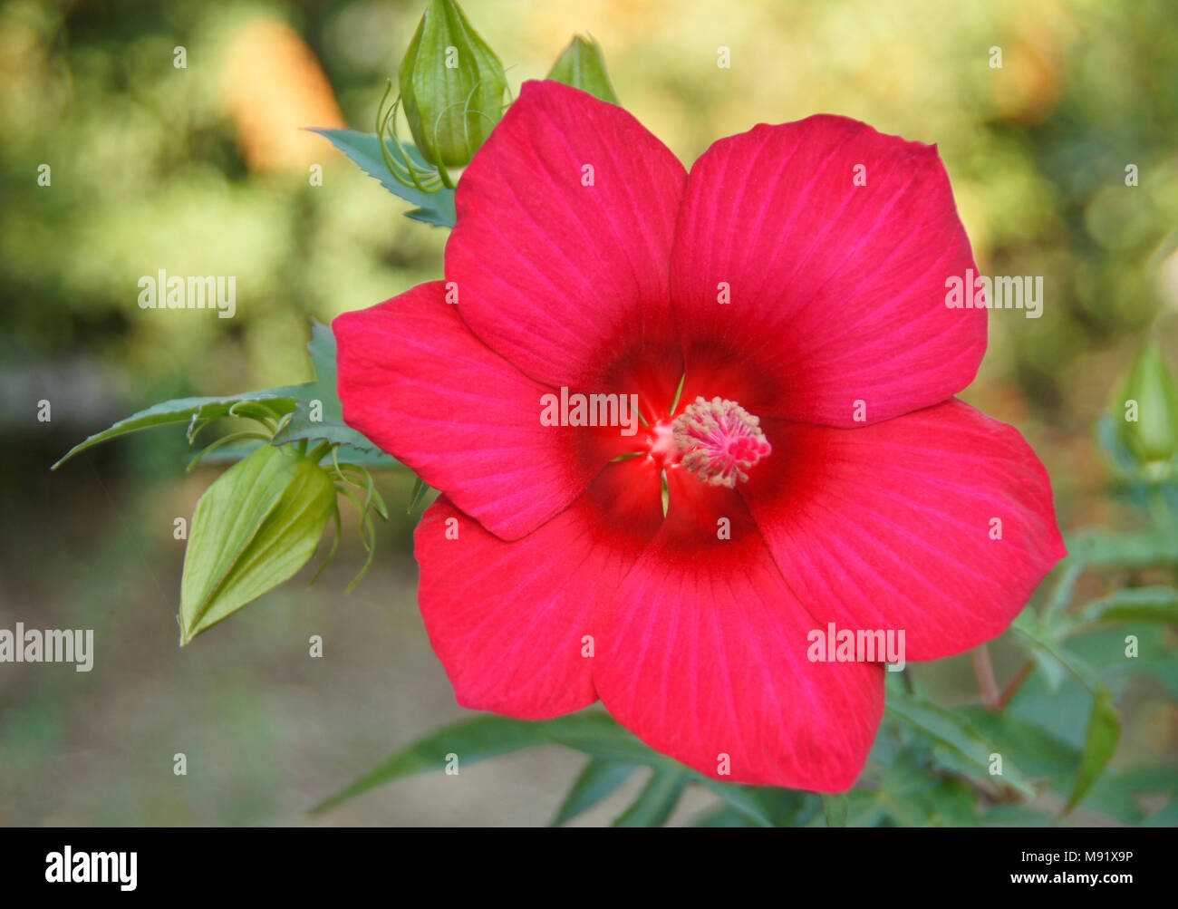 Ein schöner roter Hibiskus Blume im Grünen, Tiflis, Georgien Stockfoto