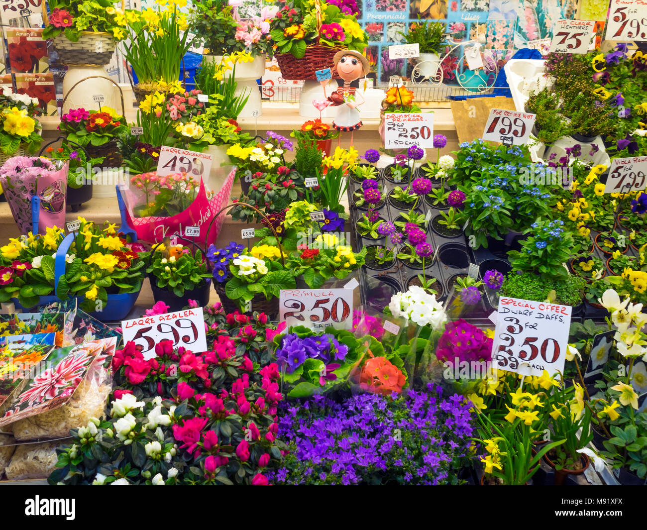 Markt Anzeige von Primeln Azaleen und Narzissen zum Verkauf als Bettzeug Pflanzen, die zum Anpflanzen oder für Zimmerpflanzen labels Preise zeigen im Frühjahr 2018 Stockfoto