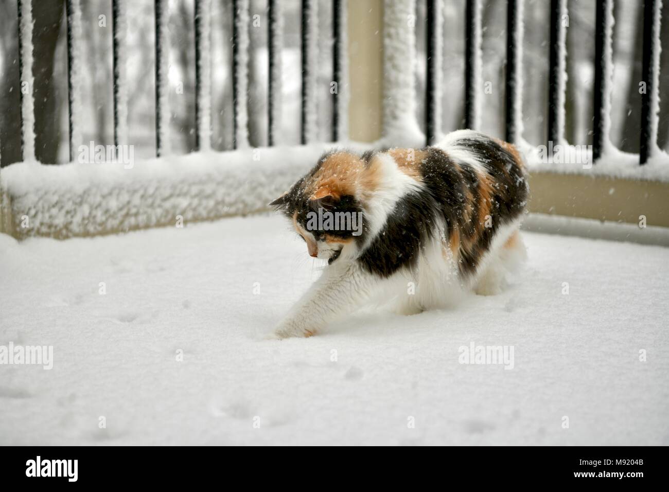 Eine Katze spielen auf dem Deck im winter storm Toby, Washington D.C., USA Stockfoto