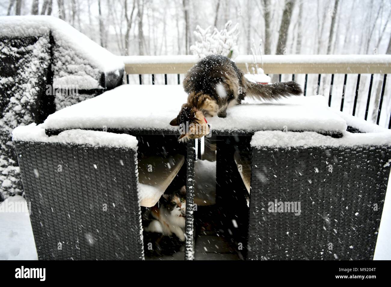 Eine Katze spielen auf dem Deck im winter storm Toby, Washington D.C., USA Stockfoto