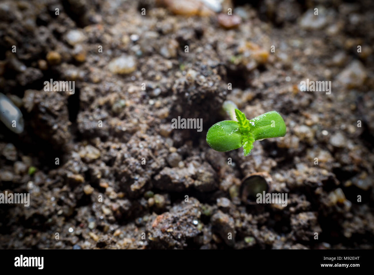 Junge Cannabis wächst im Boden Stockfoto