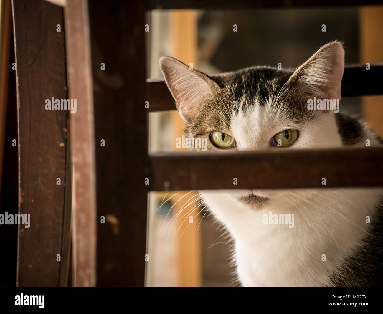 Muggi - eine nette, lustige Katze selbst Zensur (hinter einen Stuhl). Stockfoto