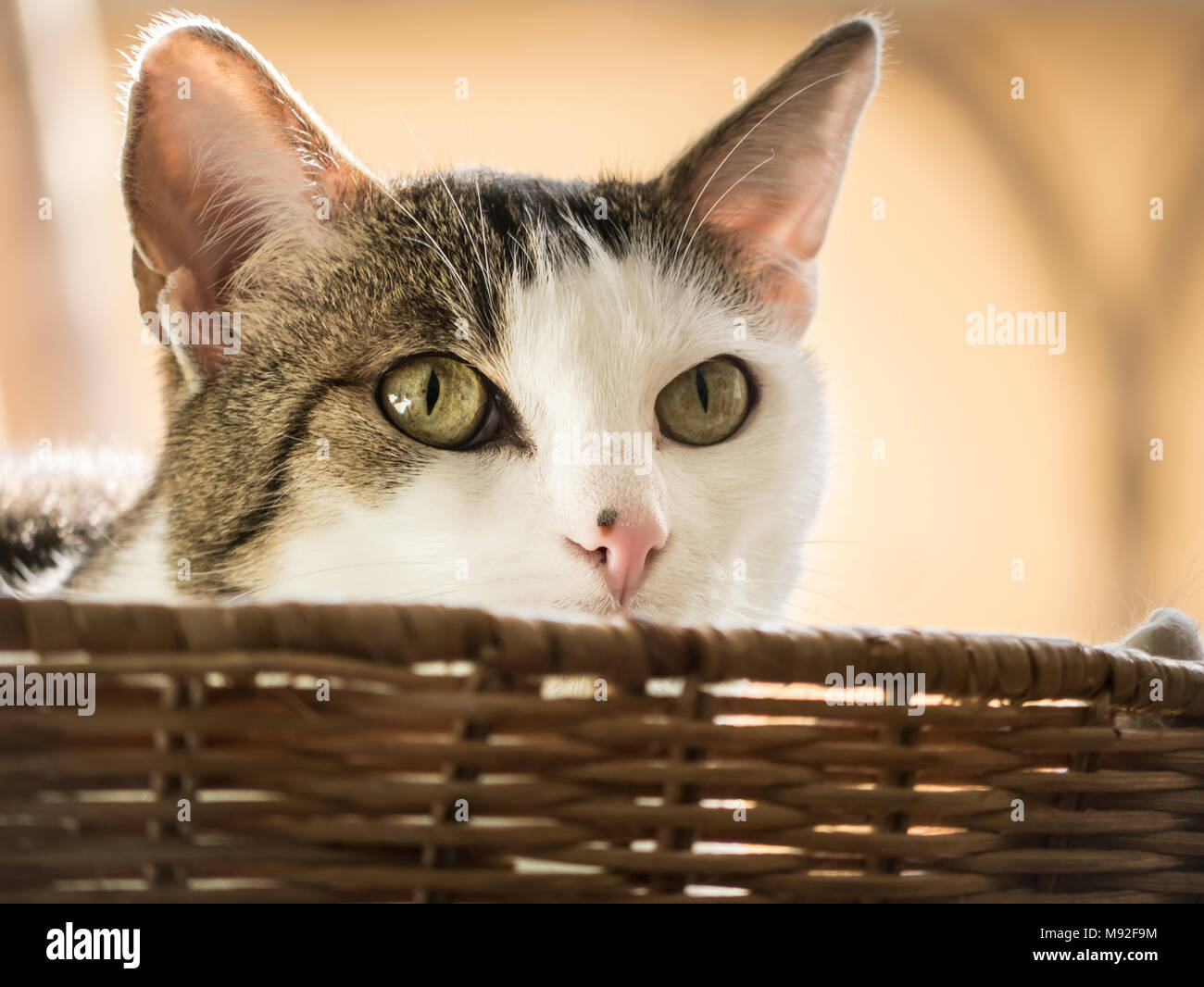 Muggi - eine süße Katze in Ihrem Körbchen sitzen. Schauen neugierig und verspielt. Stockfoto