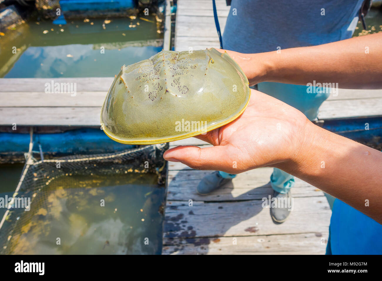 Toter Pfeilschwanzkrebs Stockfotos Und Bilder Kaufen Alamy