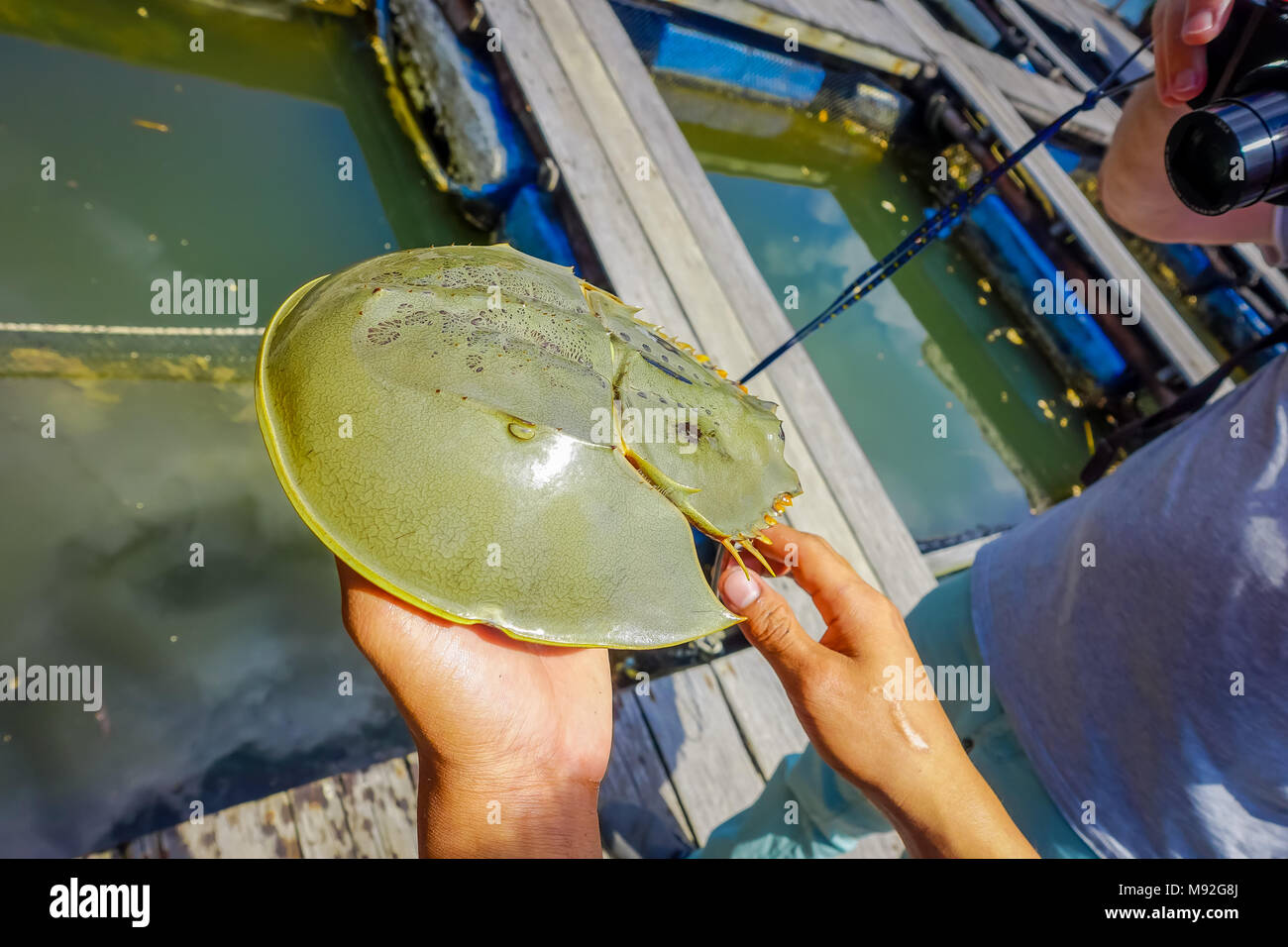 Toter Pfeilschwanzkrebs Stockfotos Und Bilder Kaufen Alamy
