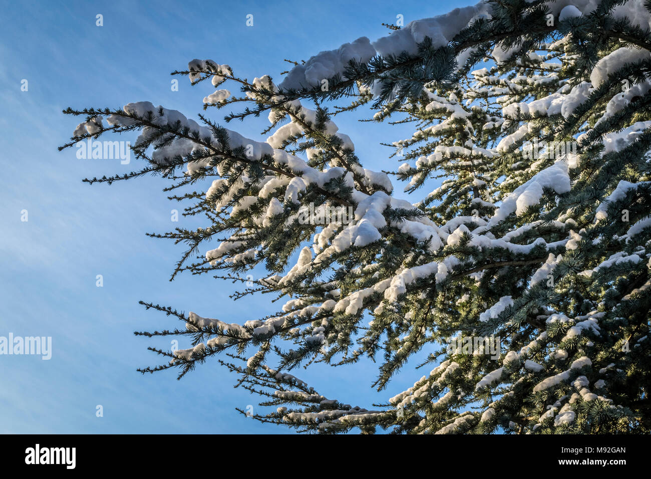 Snowy Pine Tree Zweigniederlassungen, die in einem Garten, und blauer Himmel. Weiß verschneiten Äste, Morgen, Licht, winter Thema. Stockfoto